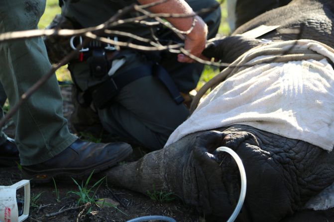 South African vets are experts in the field of relocation and techniques like oxygen to assist breathing are now standard practice during all procedures. "This is exactly what we've been doing for the last 30 years," said Markus Hofmeyr, head of veterinary services at Kruger National Park.