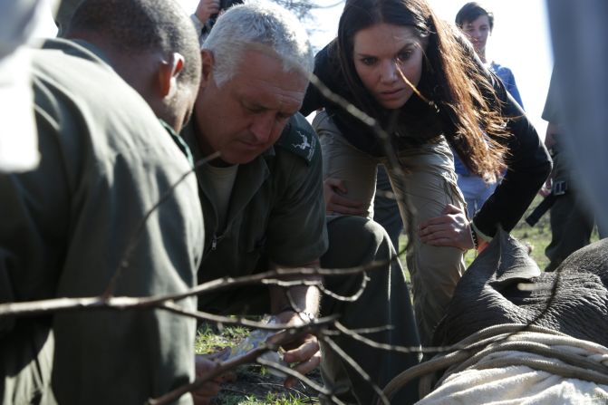 Vets work quickly to gather blood samples. Relocations are carried out early in the morning, before the sun gets too hot, to ensure the animal's safety. During the relocation, the horn is microchipped and crucially for South Africa's anti-poaching endeavors, DNA samples are taken.