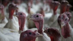 Turkeys being bred at a California farm