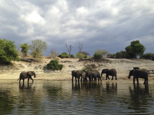 Chobe National Park in Botswana is famous for its huge elephant population, numbering some 120,000 in total.