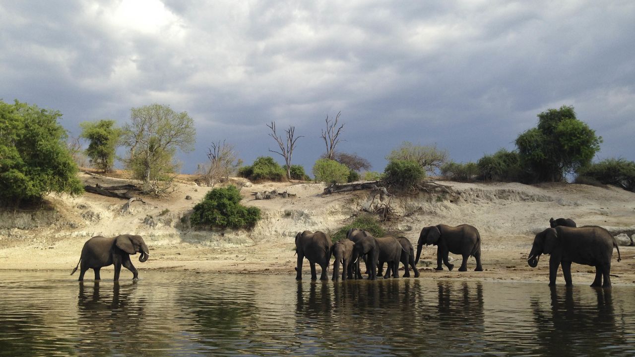 Trunk call: Chobe National Park is famous for its large elephant population