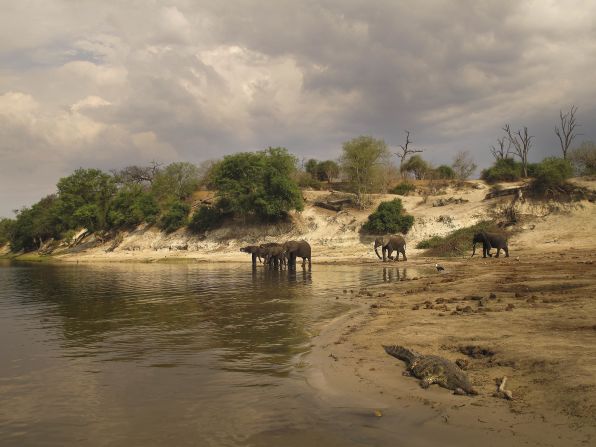 Sidling up to elephants and a crocodile is easier in the quiet electric powered boats. Noisier diesel engines tend to scare away some of the creatures.