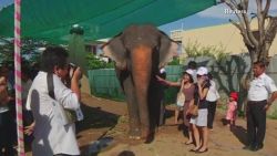 pkg sesay cambodia elephant retirement_00002318.jpg