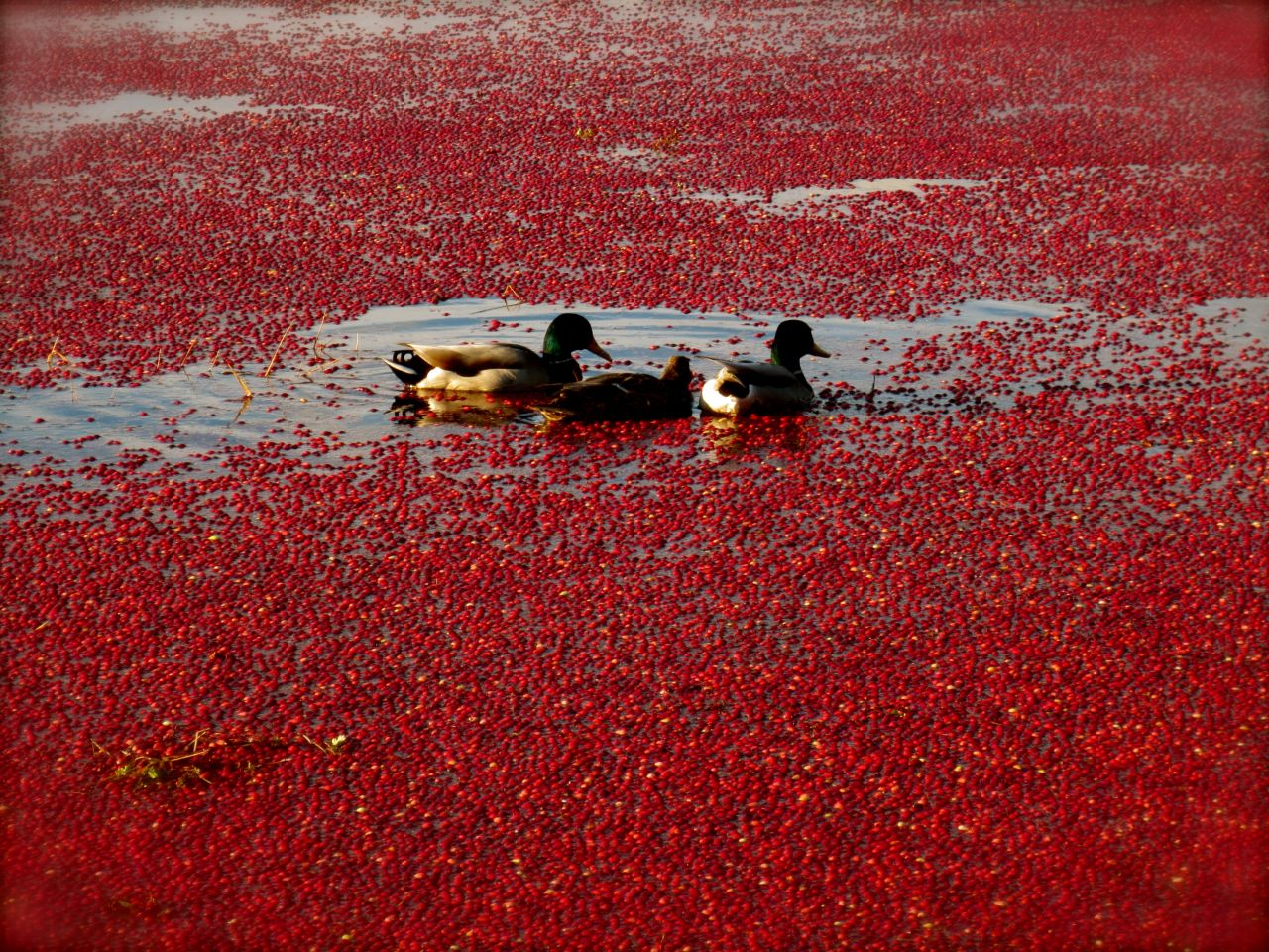 Happy Thanksgiving! These ducks sure look like they're enjoying a <a href="http://ireport.cnn.com/docs/DOC-1179461">cranberry bog</a> in Yarmouth, Massachusetts.