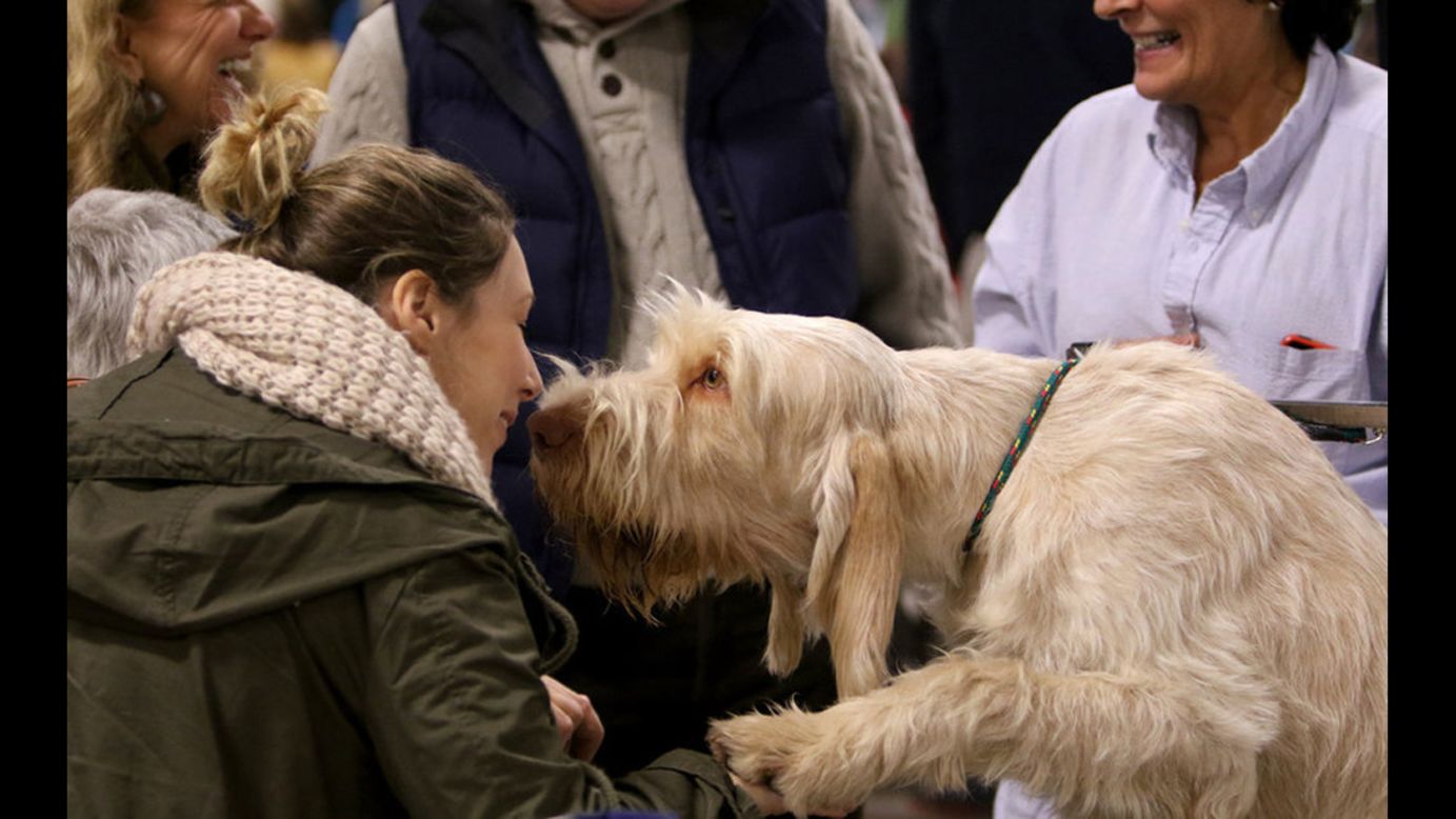 A Spinone Italiano stopped to give an admirer a kiss at the show.