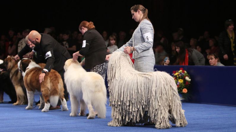 Dogs in the working group waited for the announcement of the top dog in their category. A Samoyed named Bogey won.