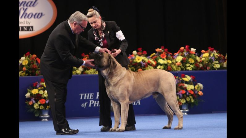 A mastiff was one of the competitors in the working group.