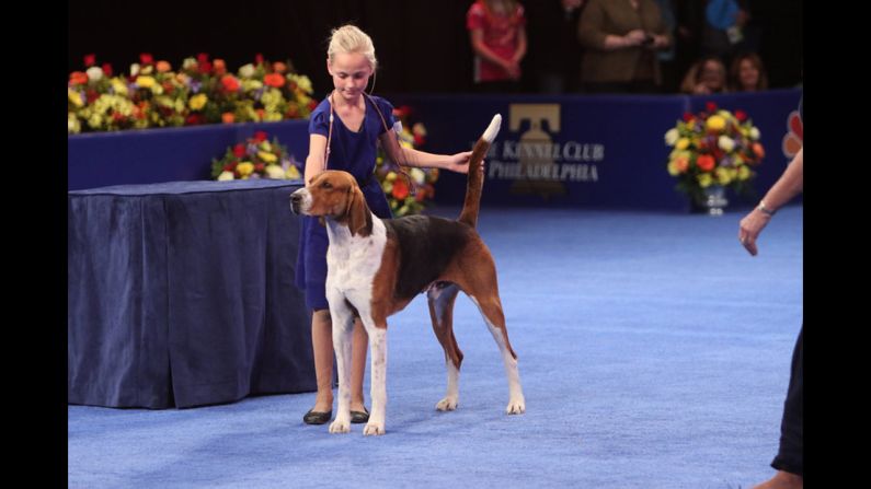 A young handler showed an American foxhound, the breed that won the <a href="http://www.cnn.com/2013/11/28/living/gallery/national-dog-show/">2013 National Dog Show</a>. 