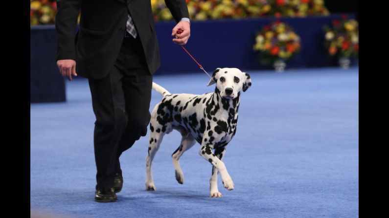 A Dalmatian competed in the non-sporting group. A French bulldog named Freda won that category.