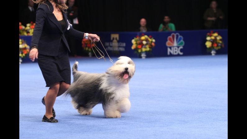 A bearded collie named Zack beat out the competition in the herding category.