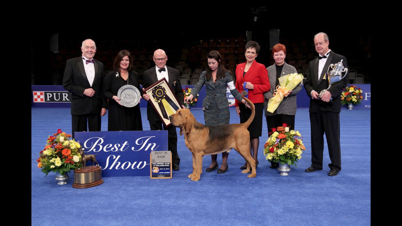Nathan, a bloodhound, won best in show at the National Dog Show on November 16 in Philadelphia. The show aired on NBC on Thursday, November 27.