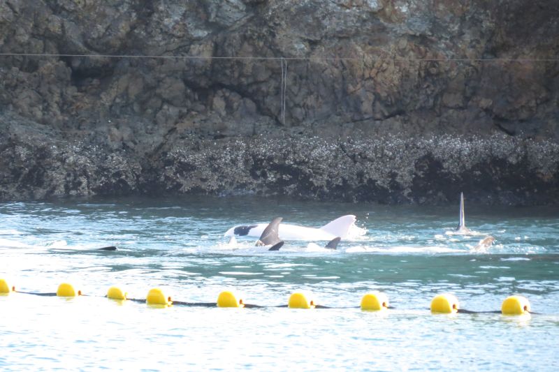 albino dolphin