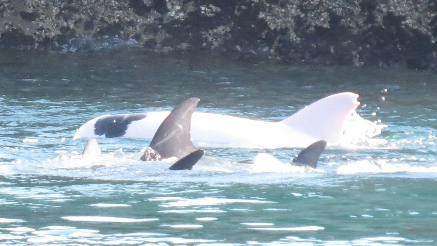 A rare albino dolphin is herded into a small cove by hunters before being captured.