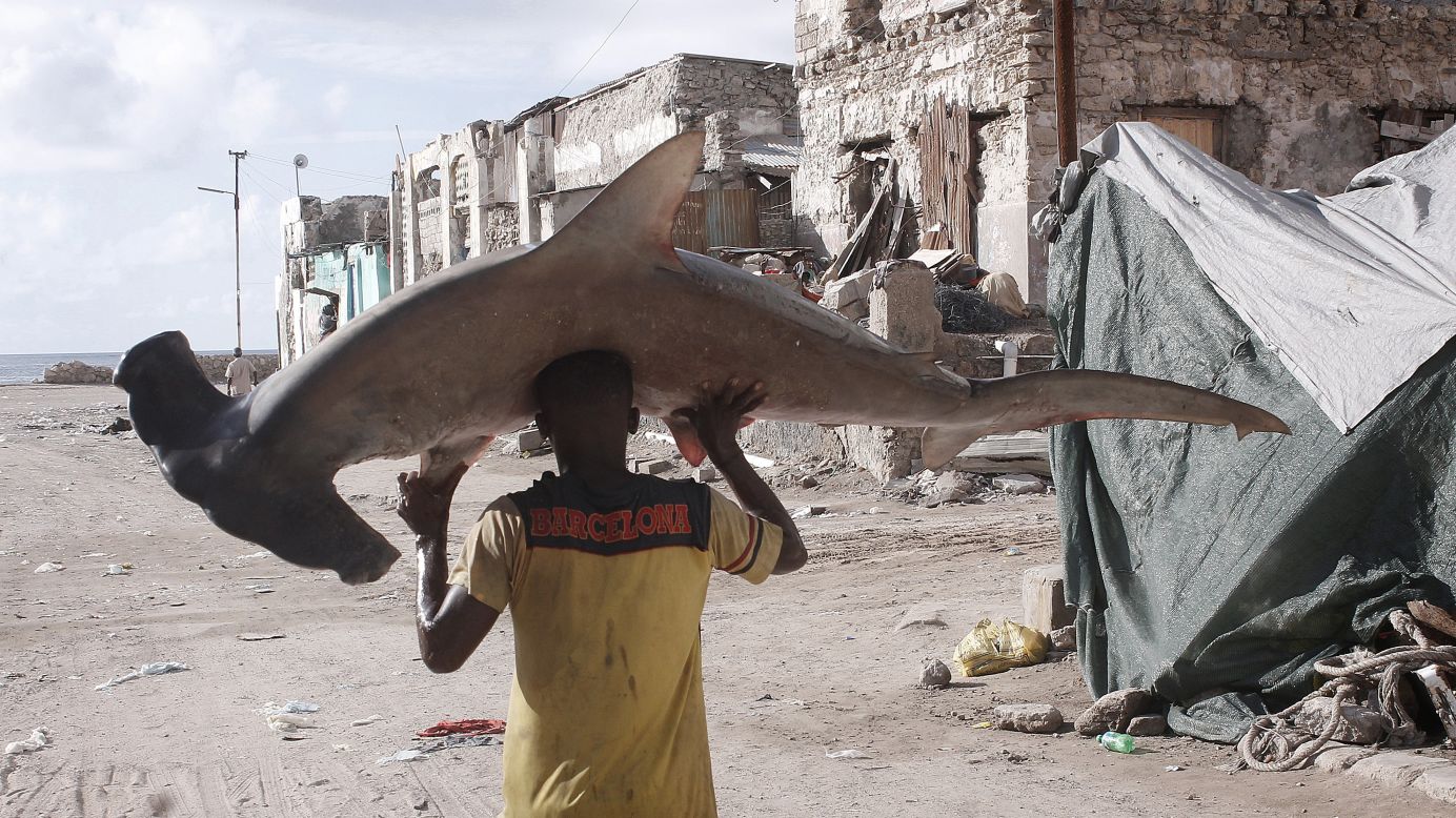 A fisherman in Mogadishu, Somalia, carries a hammerhead shark on his head on Monday, November 24.