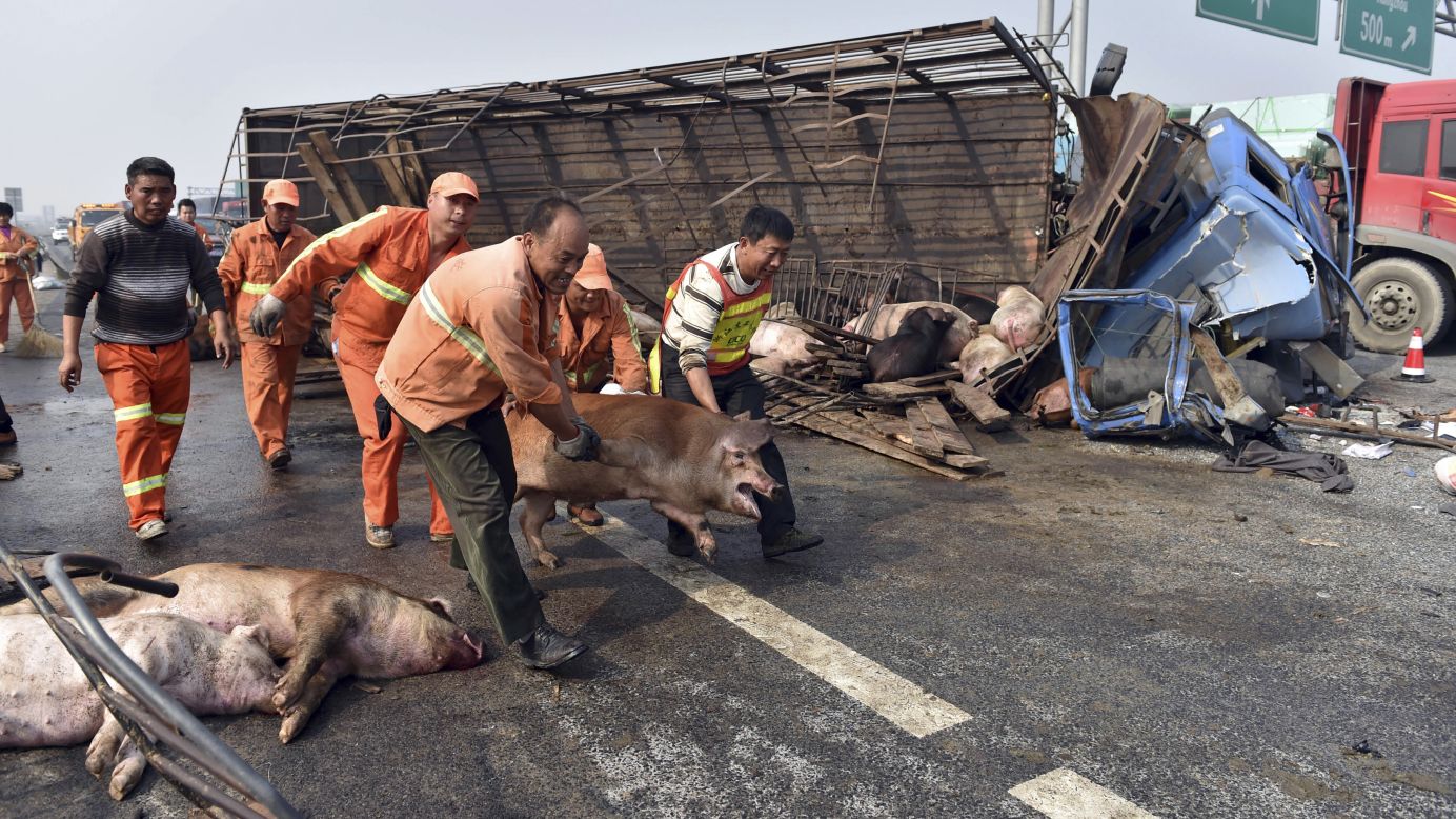 Rescuers grab a pig after a truck flipped over in Jiaxing, China, on Saturday, November 22. Local media said the truck was carrying 169 pigs when it was involved in a crash with two other vehicles. More than 10 pigs were killed and one person was injured.