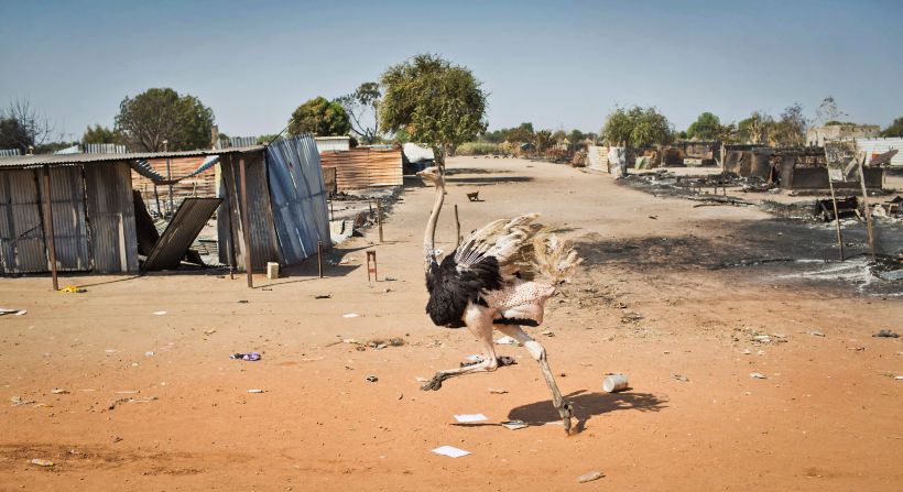 <strong>January 12:</strong> An ostrich runs by destroyed buildings in Bentiu, South Sudan, after government forces retook the provincial capital from rebel forces. After decades of war, South Sudan seceded from Sudan in 2011, making it the world's youngest nation. Since then, South Sudan has become embroiled in its own internal conflict.