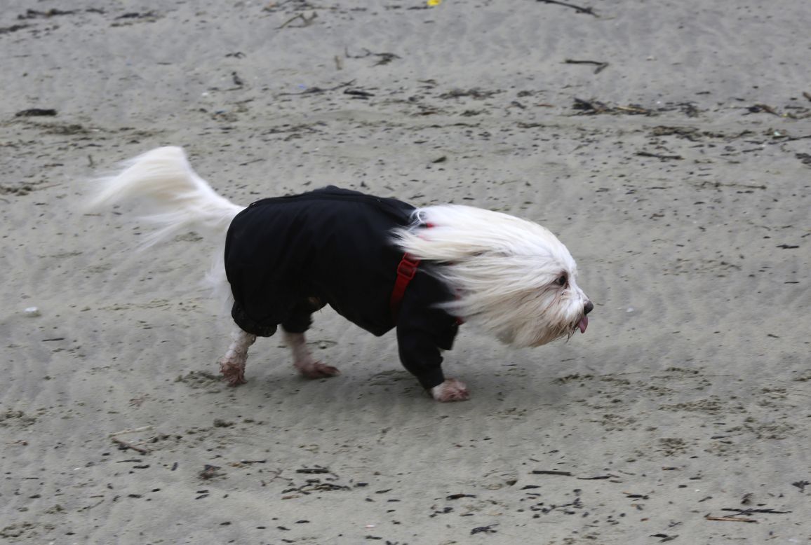 <strong>February 14: </strong>A Coton de Tulear dog is hit by strong winds on the beach in Lyme Regis, England.