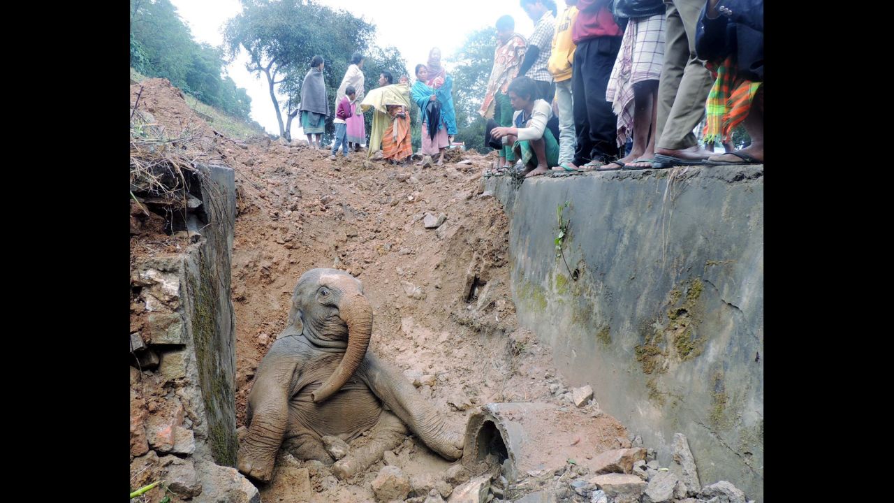 <strong>February 17: </strong>A baby elephant sits stuck in a ditch near railway tracks in Assam, India. A group of wild elephants was crossing the tracks when the calf got injured and fell.