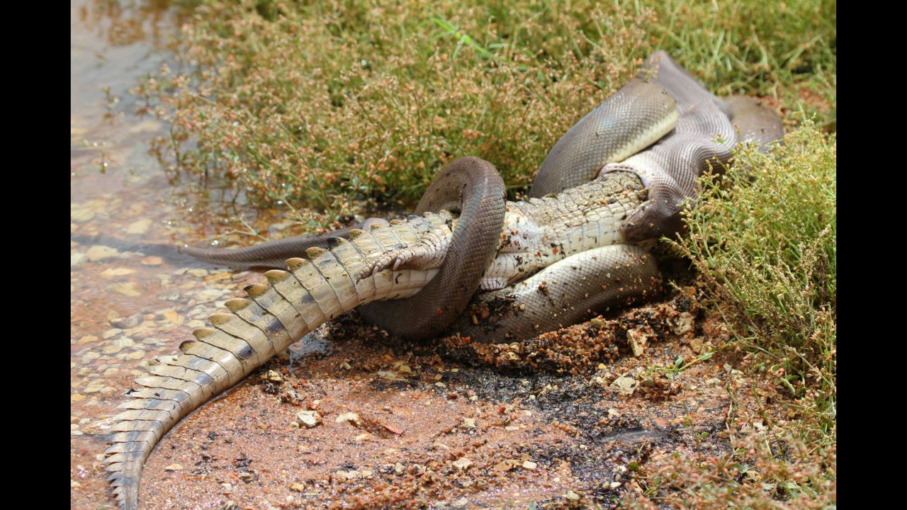 <strong>March 2:</strong> A python begins to swallow a crocodile at Lake Moondarra in Queensland, Australia. The snake, thought to be about 10 feet long, constricted the crocodile to death before dragging it to shore and eating it whole in front of a shocked crowd of onlookers.