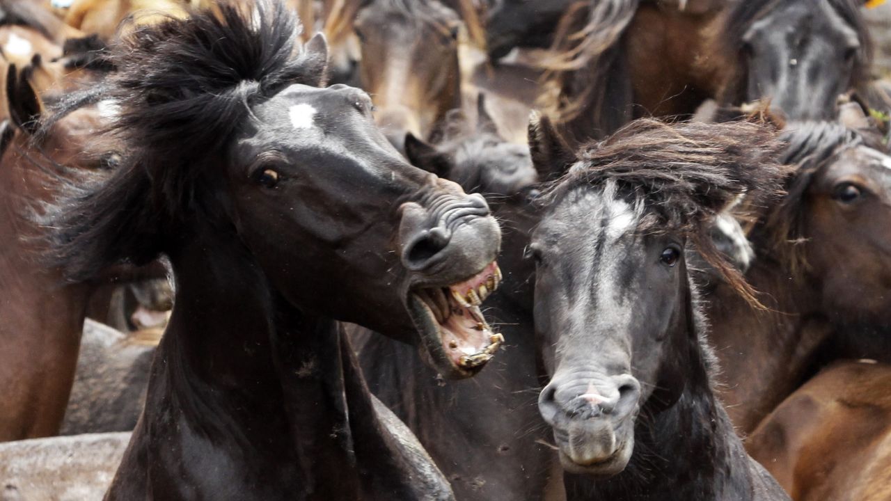 <strong>July 6:</strong> Two horses fight during the Rapa das Bestas, or shearing of the beasts, in Sabucedo, Spain. During the four-day festival, wild horses are rounded up and wrestled to the ground to have their manes and tails sheared.