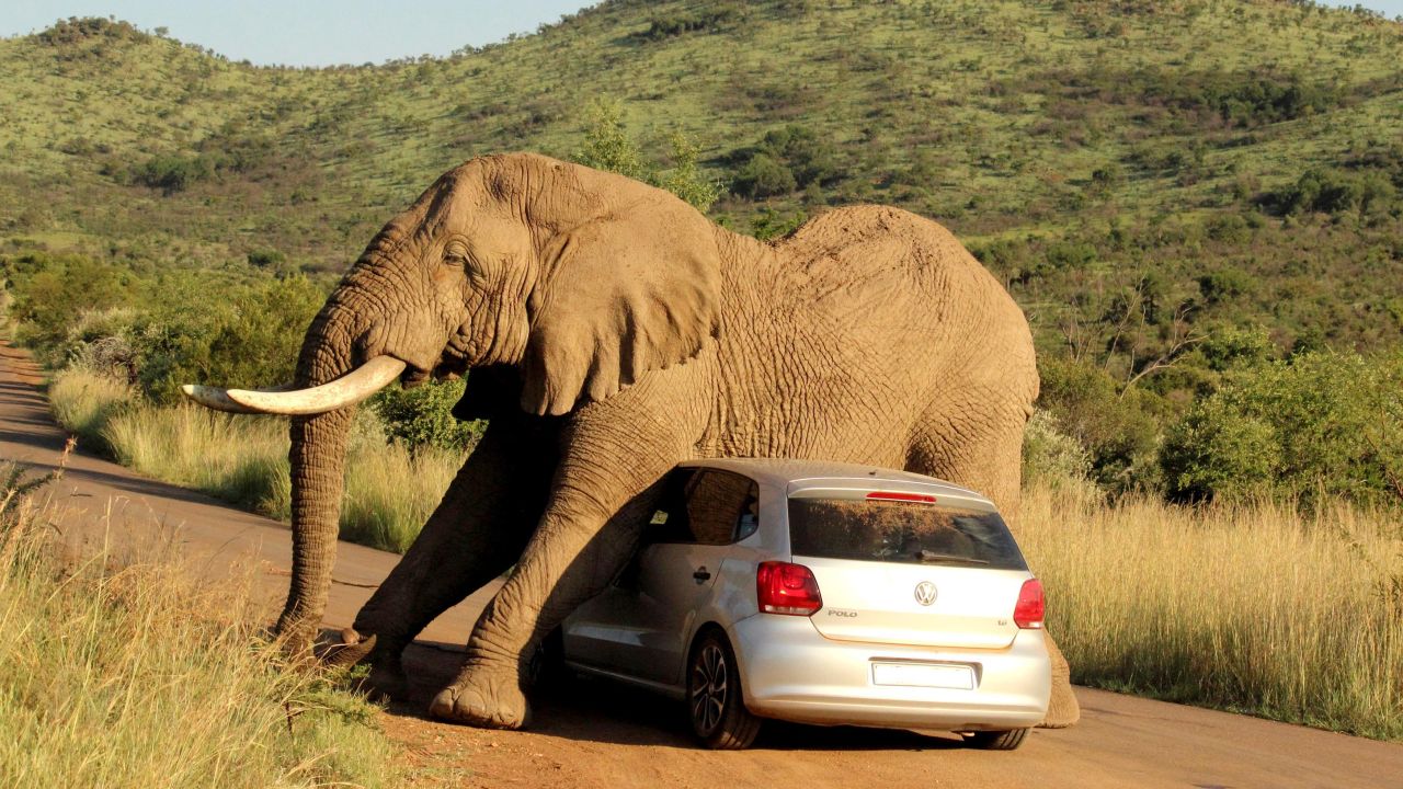 <strong>August 6:</strong> An elephant relieves an itch on a small car in South Africa's Pilanesberg National Park. The two passengers in the car were shaken up but not injured.