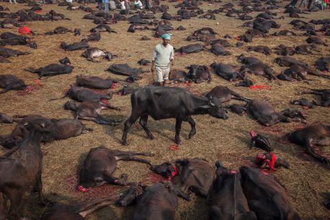 A water buffalo is surrounded by the bodies of sacrificed beasts. Water buffalo are traditionally sacrificed on the Friday of the festival, goats on the Saturday.