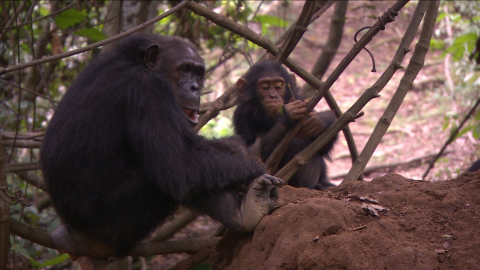 Goodall's studies have revolutionized what we knew about chimps.