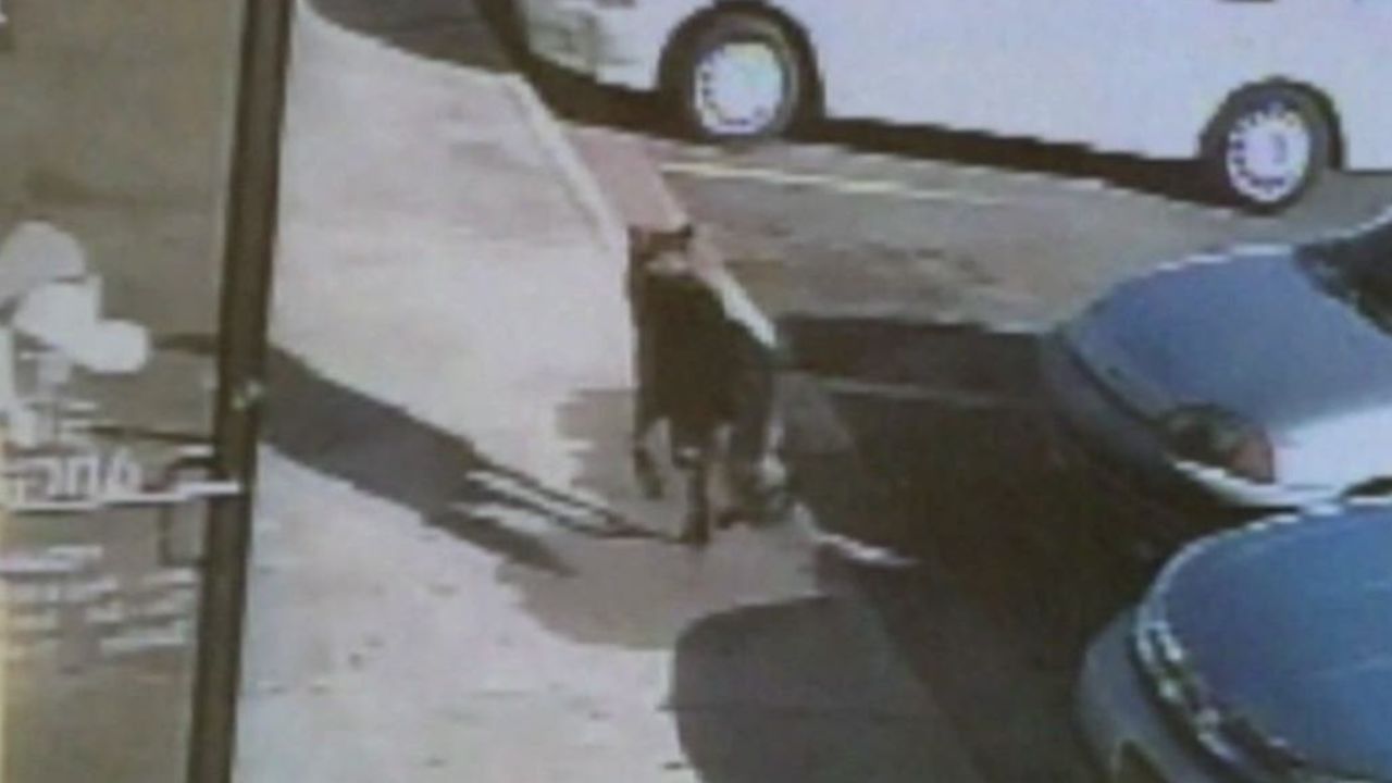 pkg ga dog shot takes bullet for family_00005819.jpg