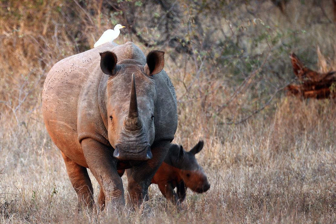 Rhinos in South Africa's Kruger National Park