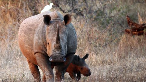 Rhinos in South Africa's Kruger National Park