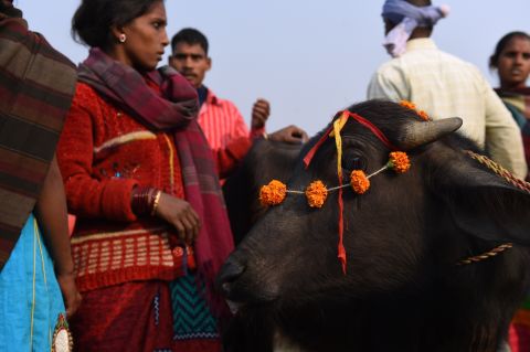 Hindu devotees stand next to their buffalo which they adorned with flower garlands before they placed it inside a walled enclosure in the village of Barayarpur for slaughter on November 28.