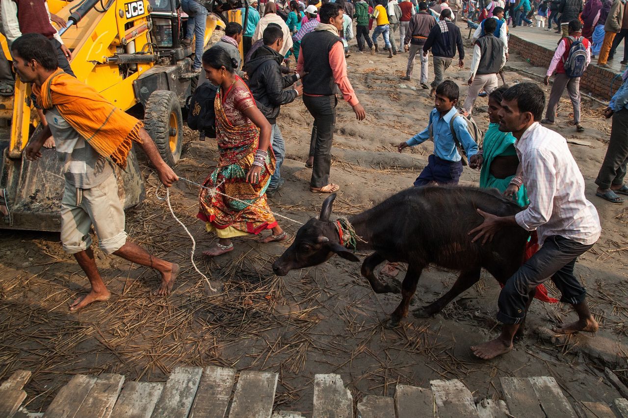 Devotees walk toward the main entrance of the sacrifice area carrying a water buffalo during the celebration of the Gadhimai festival on November 28 in Nepal. 