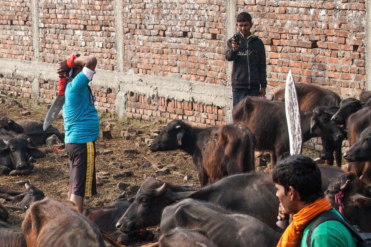 Image contains graphic content. A devotee slaughters a water buffalo while one of his friends records a video on his mobile phone during the celebration of the Gadhimai festival on November 28 in Nepal. 