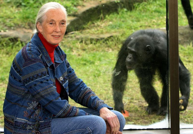 Why Jane Goodall's Famous Chimps Still Surprise Us | CNN