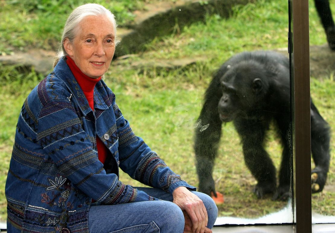 World-renowned primatologist and chimpanzee expert Dr Jane Goodall.