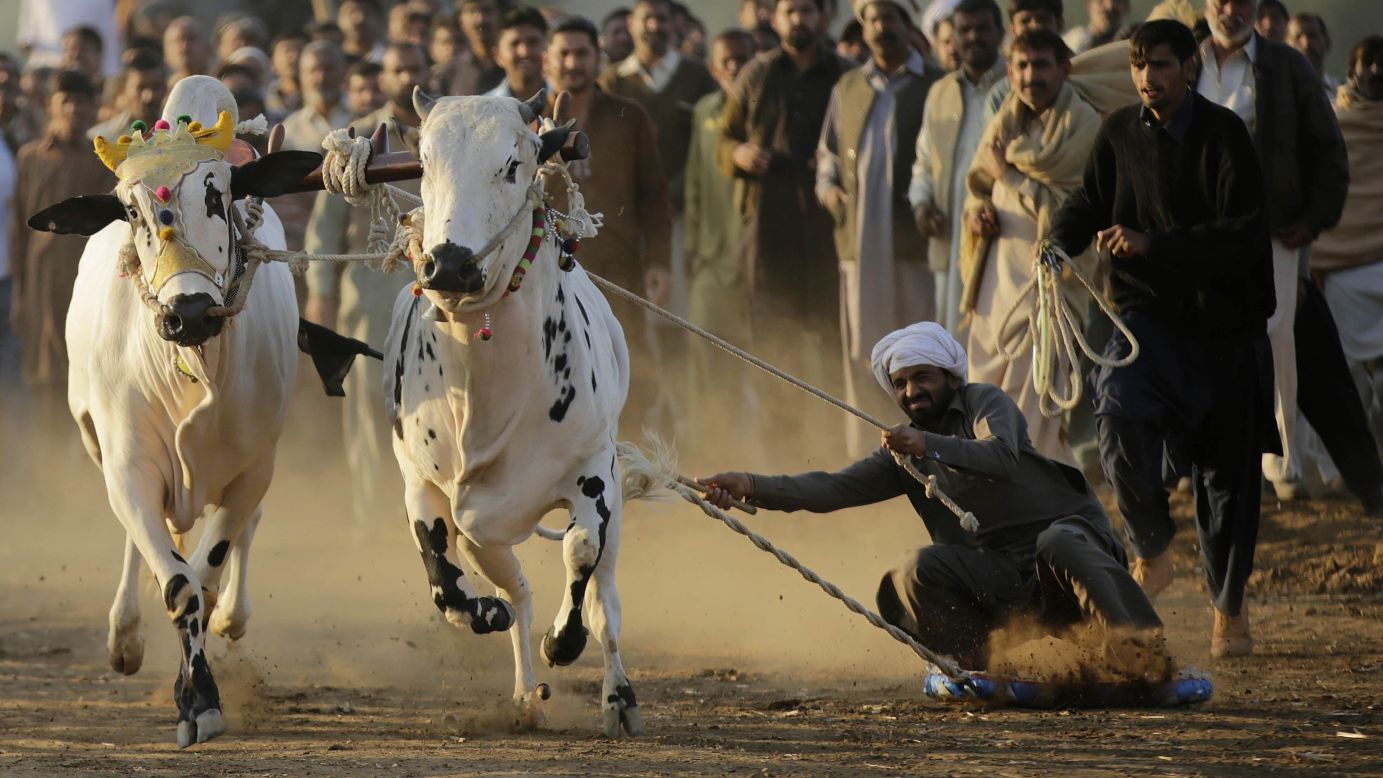 A farmer guides his bulls as he competes in a traditional bull race in the Pakistani village of Rawat on Tuesday, November 25.