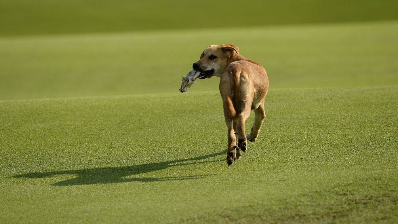 A dog catches a fish from a greenside pond during the King's Cup golf tournament Thursday, November 27, in Kaen, Thailand.