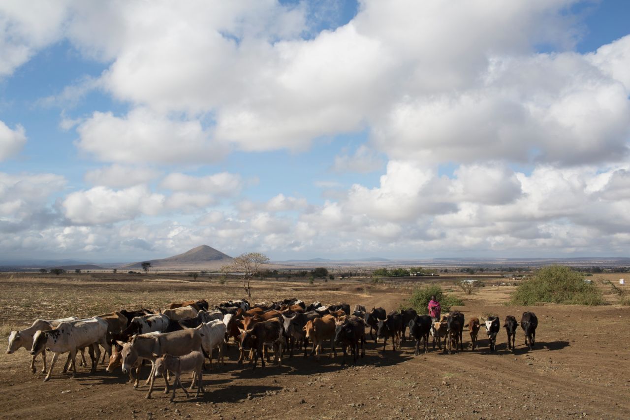 Nomadic Maasai tribes move from region to region in search of land for their cattle to graze on.