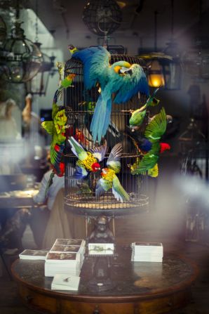 The pair are attracted to exotic birds because of the vivid colors, which they view as an exquisite raw material.