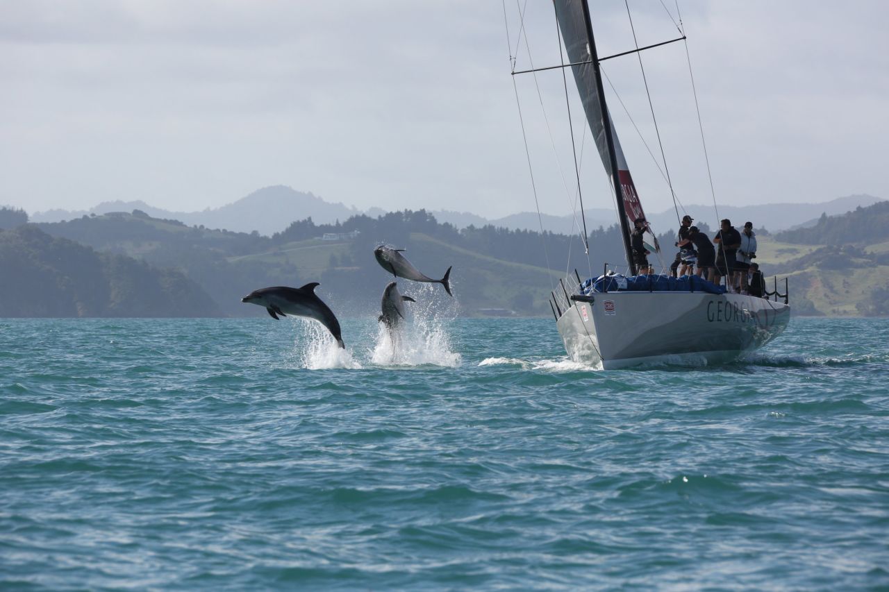 A trio dolphins choose the perfect moment to show themselves as a competitor in the Bay of Islands Race Week in New Zealand cuts through the water alongside them.