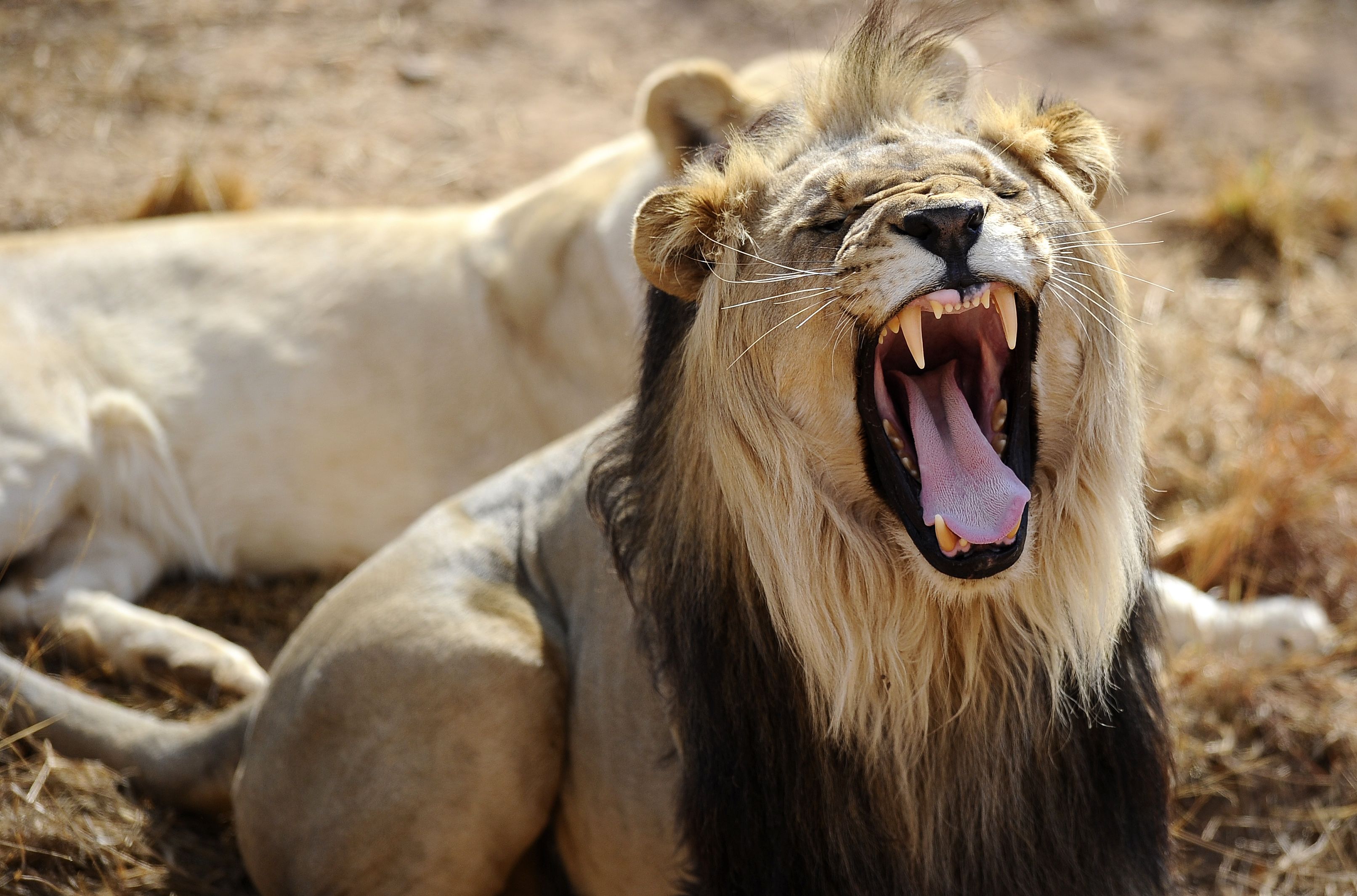 Lions roar when the weather's right, new study in Zimbabwe shows