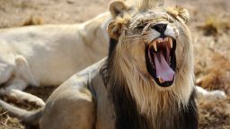 A picture taken on July 31, 2012 shows lions at the Entabeni Safari Conservancy in Limpopo, 300 kms northeast of Johannesburg.