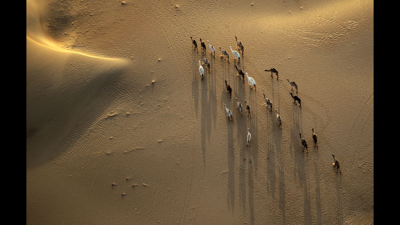 <strong>October 21:</strong> An aerial view from a hot-air balloon shows camels walking in Margham, United Arab Emirates.