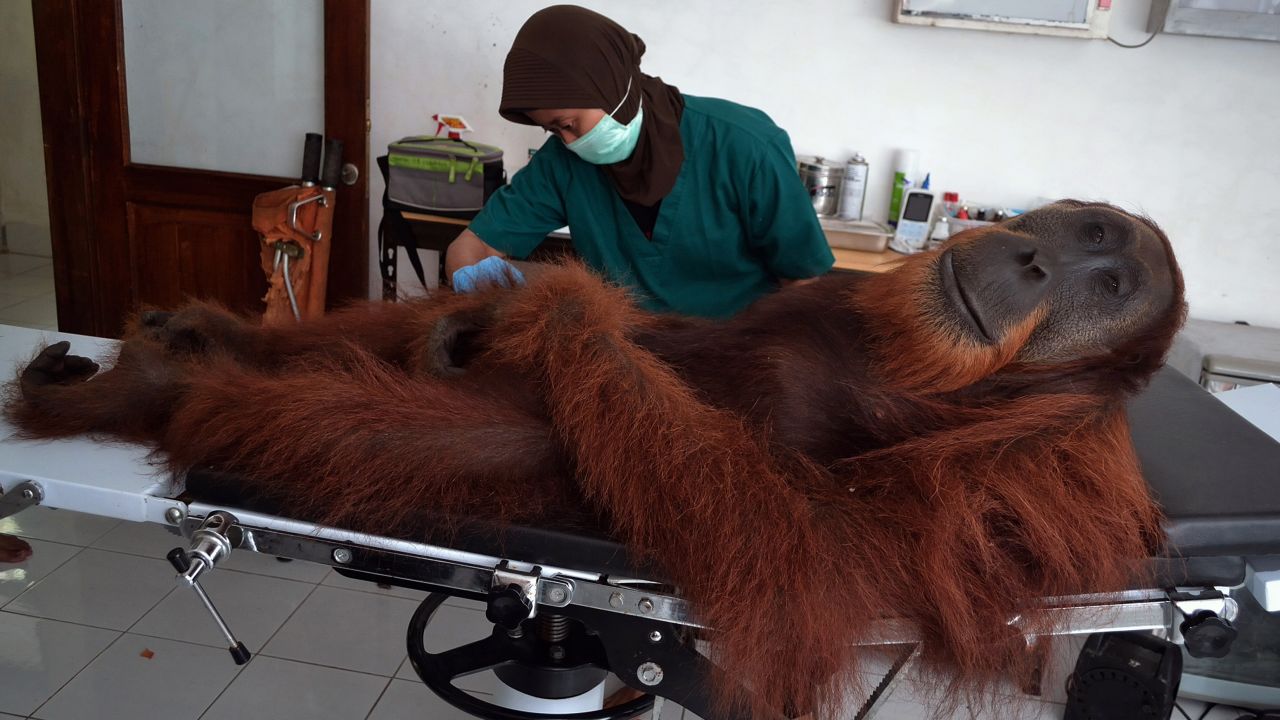 <strong>April 16:</strong> A veterinary staff member of the Sumatran Orangutan Conservation Program examines a 14-year-old male orangutan on Indonesia's Sumatra island. The orangutan was rescued a day earlier with air gun pellets embedded in his body. His species is considered critically endangered because of poaching and rapid destruction to its forest habitats.