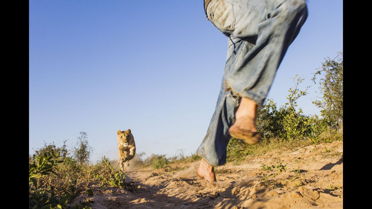 <strong>May 9:</strong> Valentin Gruener runs with a lioness named Sirga at a private reserve in Botswana. Gruener helped raise Sirga since she was a cub.