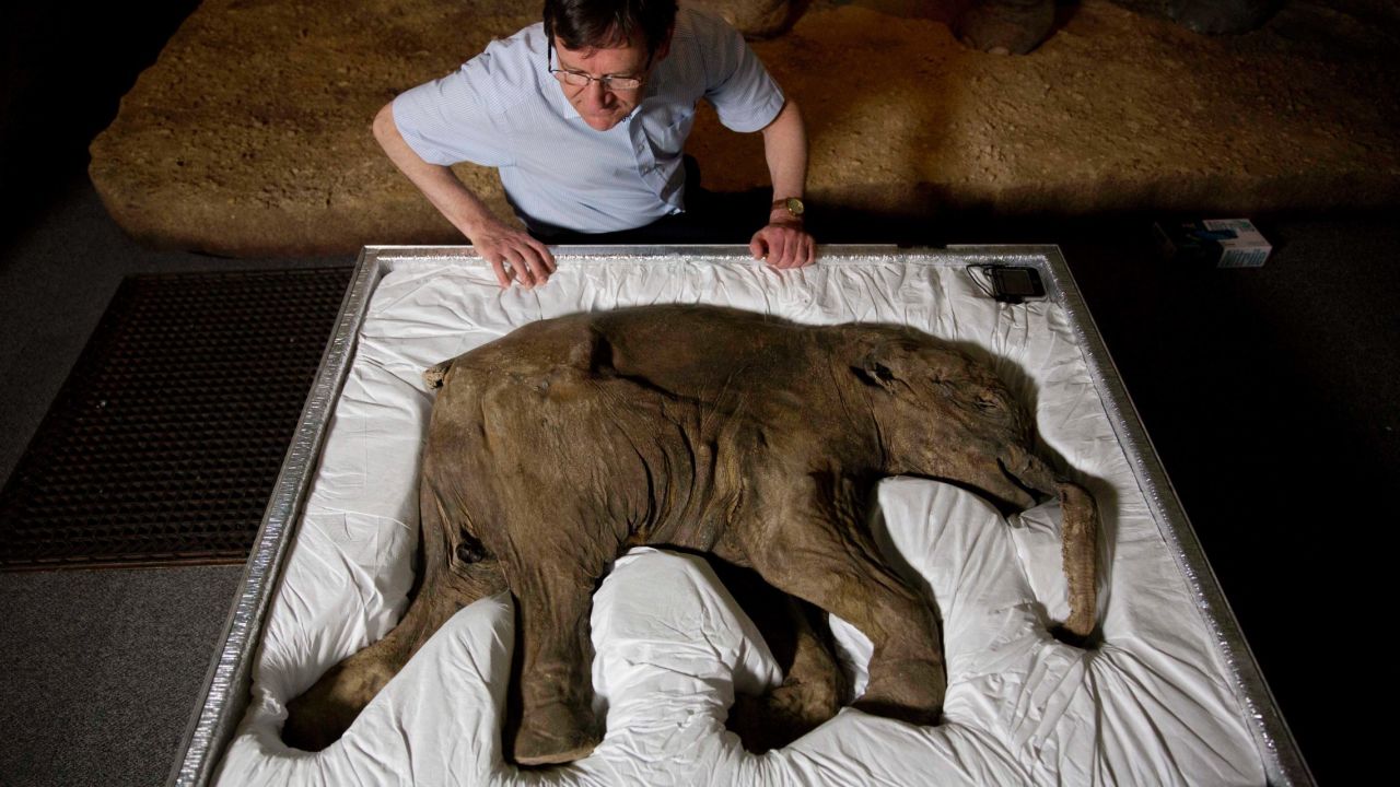 <strong>May 19:</strong> Researcher Adrian Lister looks at Lyuba, a baby woolly mammoth considered to the most complete example of the species ever found, at the Natural History Museum in London. Lyuba, which means "love" in Russian, was found frozen in clay and mud in Siberia in 2007. She is estimated to have died about 42,000 years ago.