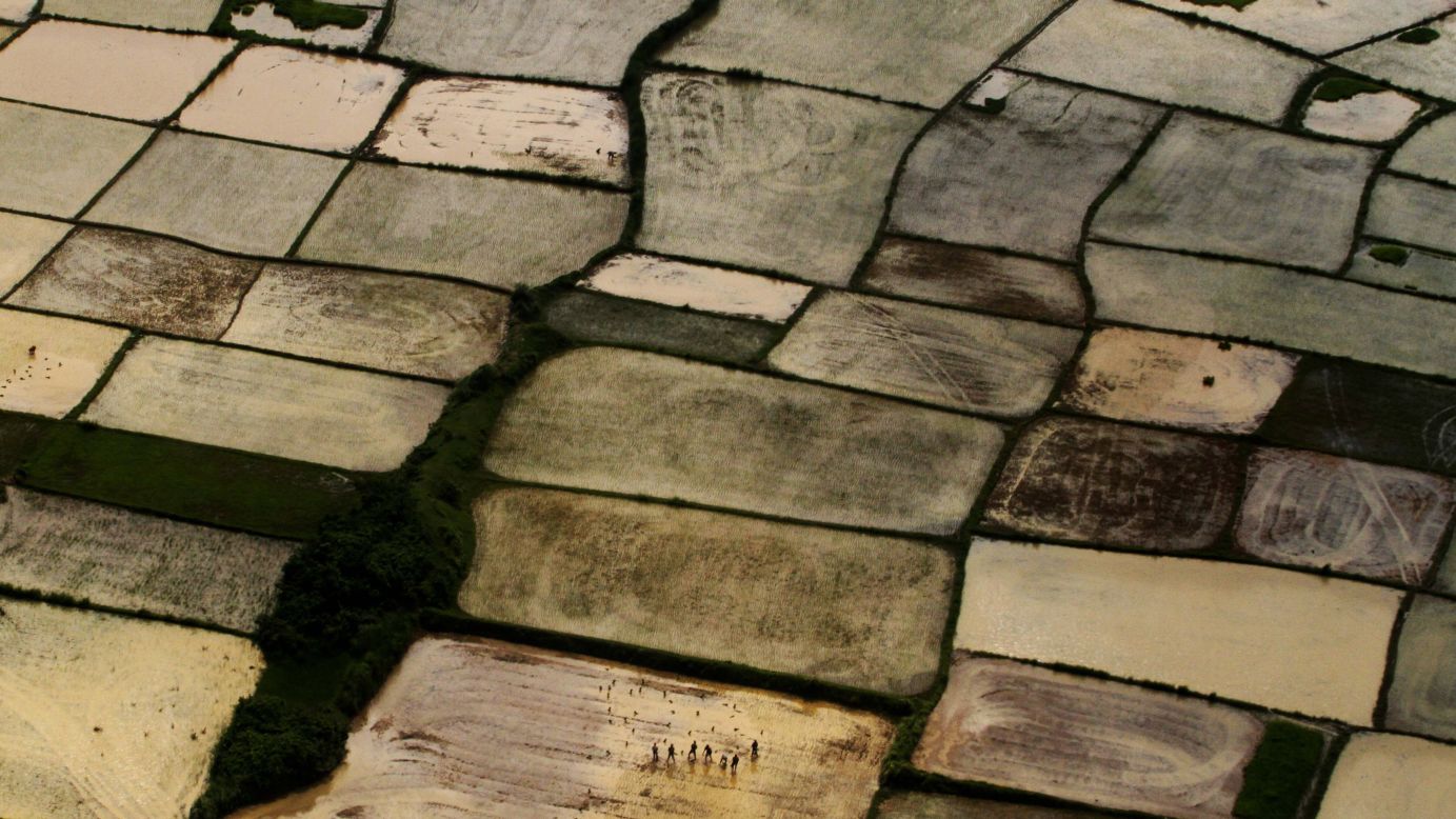 <strong>August 6:</strong> After monsoon rains, farmers replant paddy samplings at a rice field on the outskirts of Bhubaneswar, India.