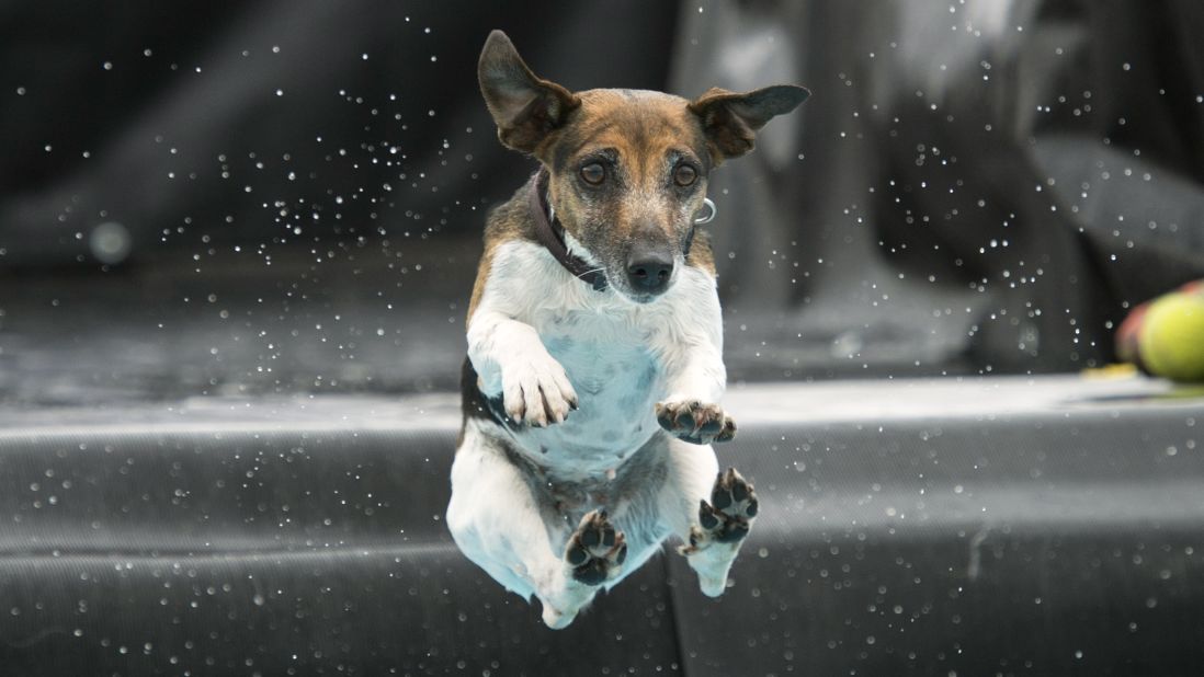 A Jack Russell terrier named Lucie jumps into the water during a dog diving competition held Saturday, June 14, in Erfurt, Germany.