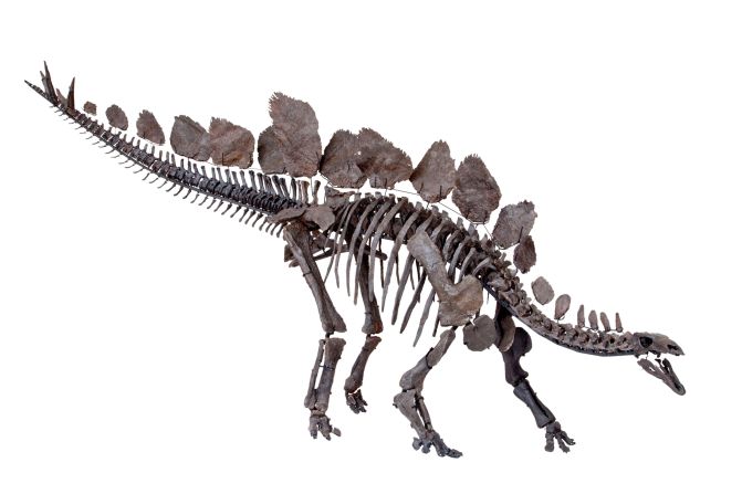 El esqueleto de un estegosaurio más completo del mundo es un antiguo rompecabezas gigante de 300 huesos, 19 placas y cuatro despiadadas púas.