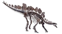 The world's most complete Stegosaurus skeleton, made up of more than 300 bones, plates and spikes, has gone on display at the Natural History Museum in London.